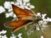 Thymelicus sylvestris